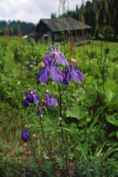 高原野花