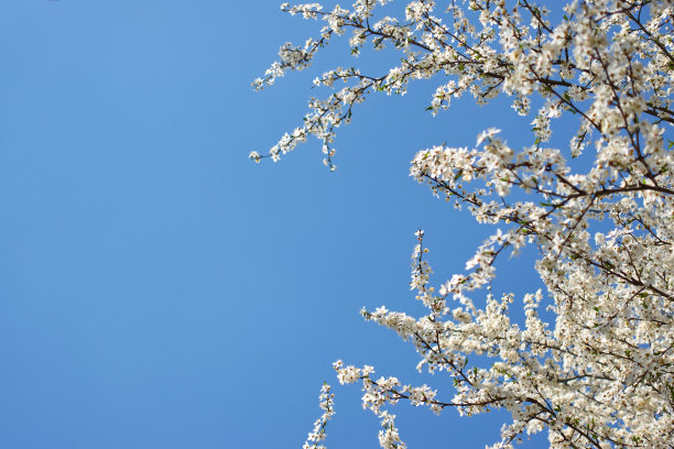 樱花和蓝天