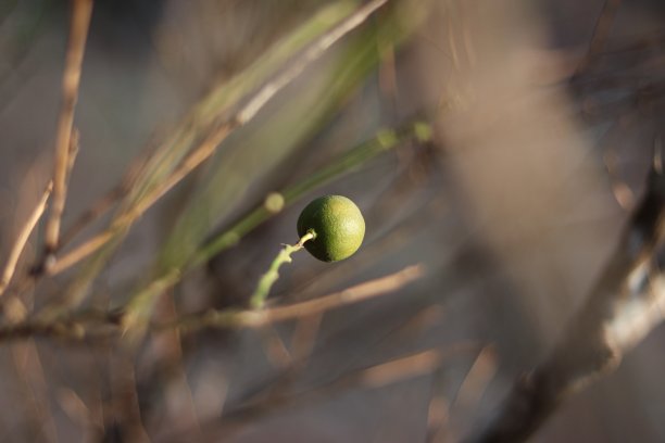 酸枝