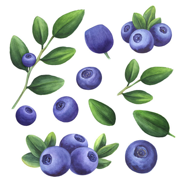 蓝莓白底图