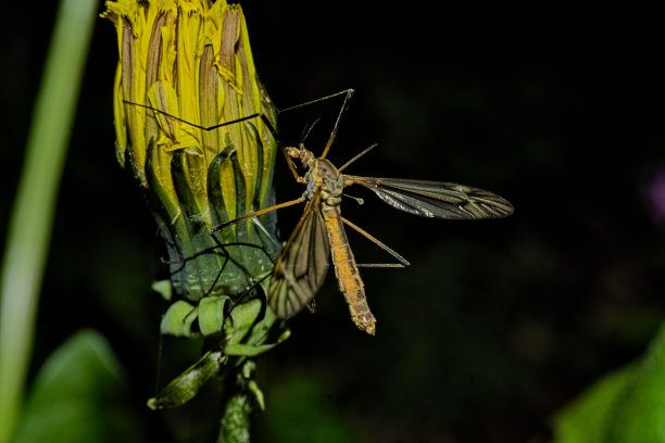 蚊子花