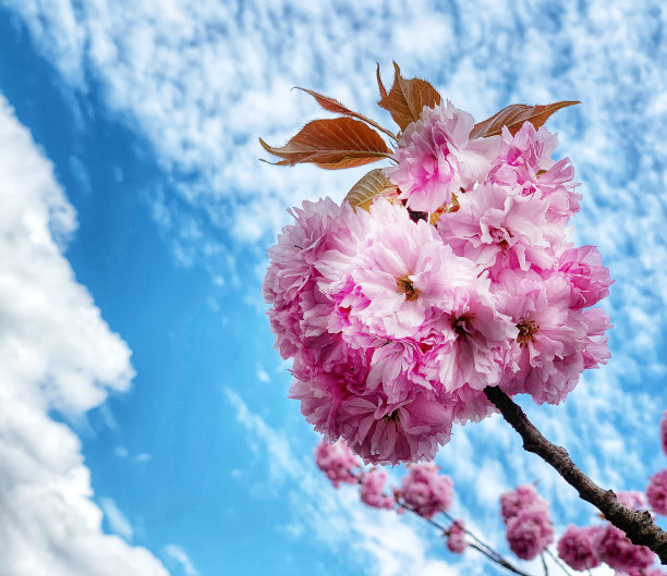 樱花仰拍