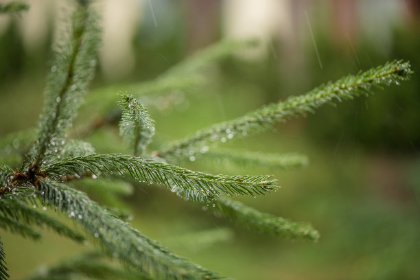 雨中昆虫