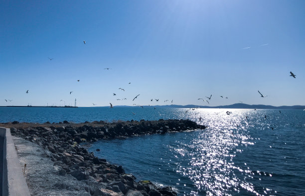 海鸟与日出