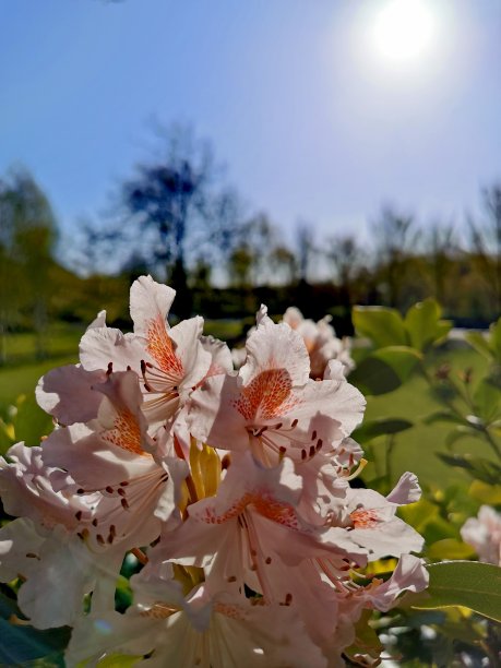 白杜鹃花