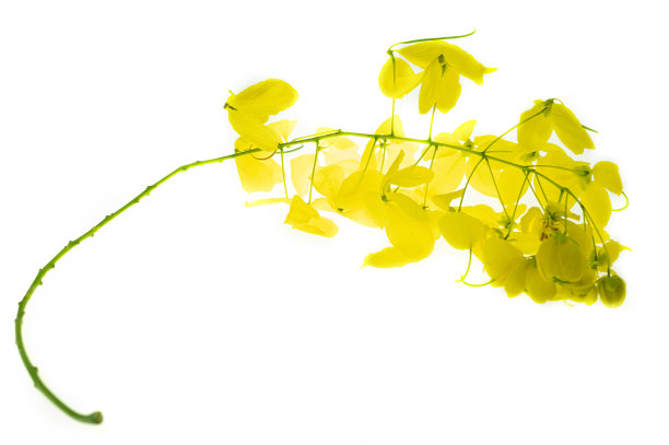 金色黄色花朵素材