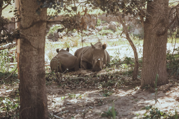 非洲黑犀牛