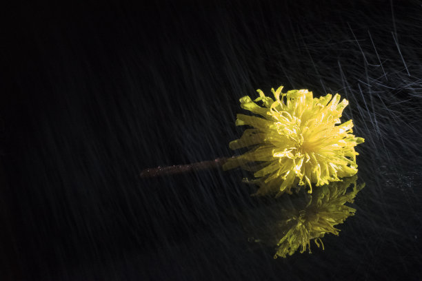 花朵花蕾上的雨滴