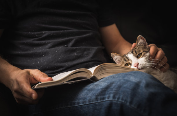 猫咪读书