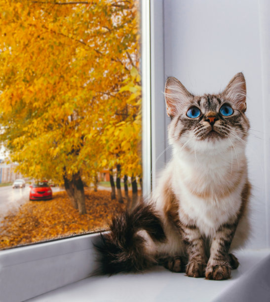 秋天的猫