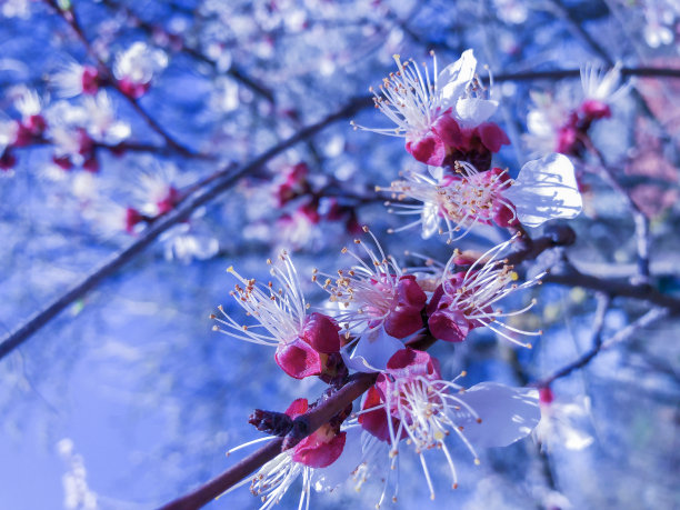 杏花特写春天杏花盛开花朵蓝背景