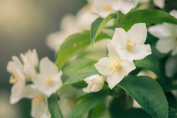 茉莉花树