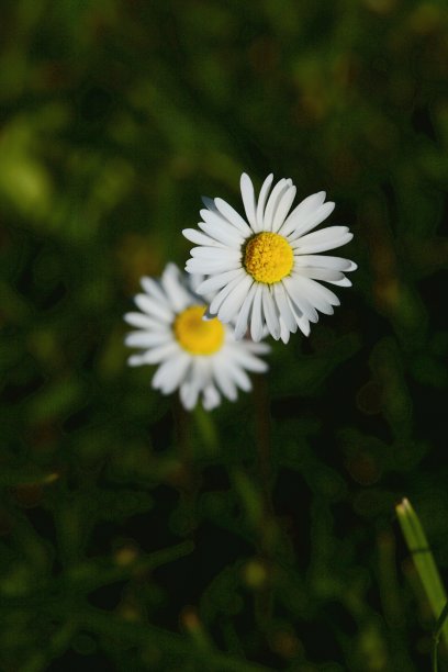 夏日花草手机壁纸