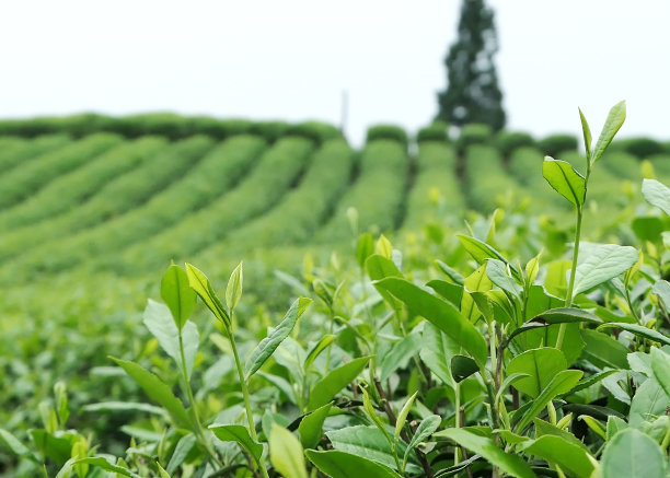 茶园风光生态茶园