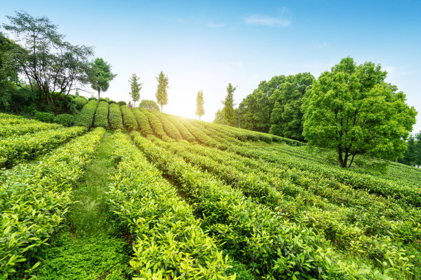 茶园全景