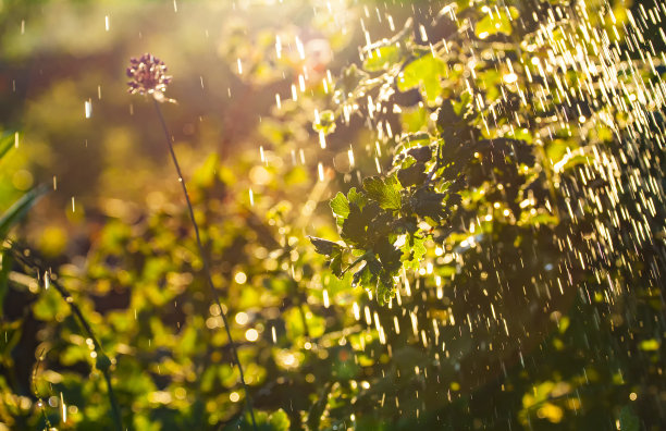 下雨天小黄花