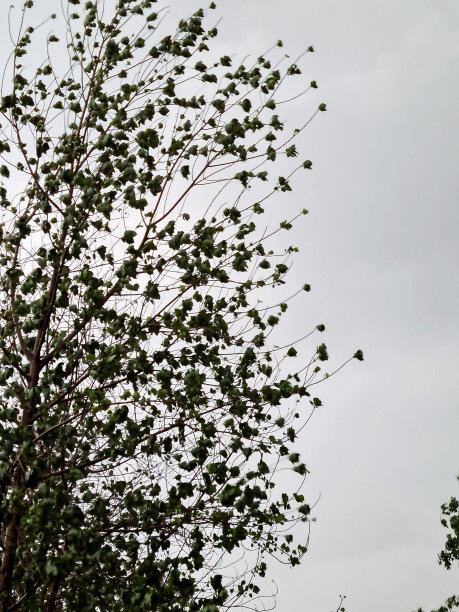 雨天的苹果树