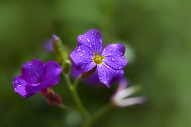 石头墙花纹