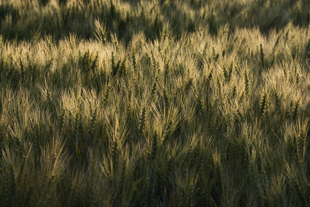 小麦背景