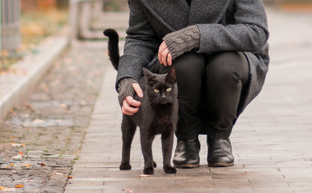 小黑猫