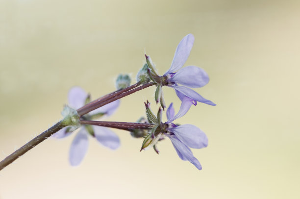 狮子花