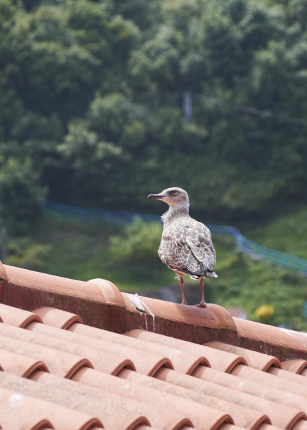 观赏树