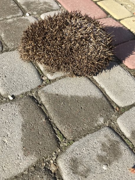 刺猬落叶野生动物