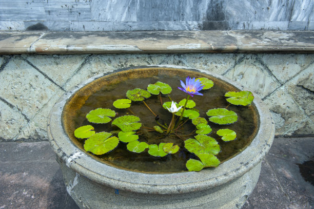 圆盘花坛