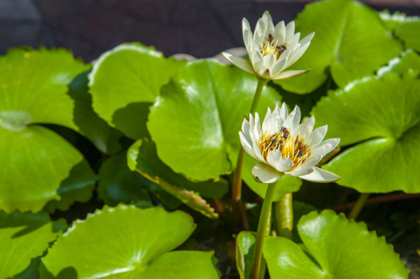 圆盘花坛