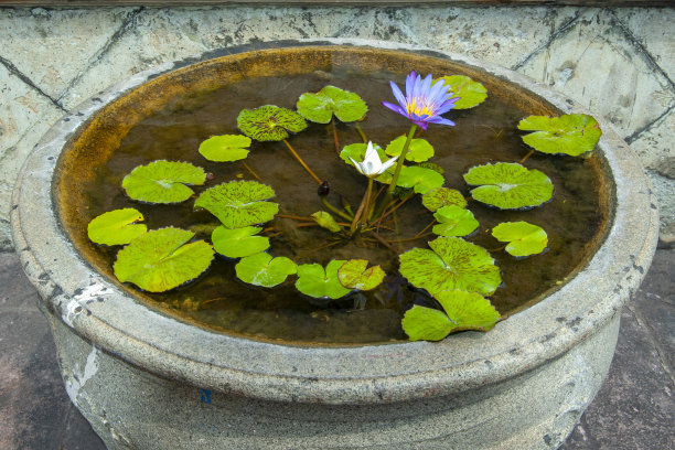 圆盘花坛