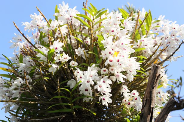 繁花满枝