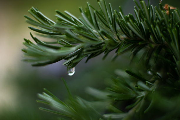 绿色小雨点