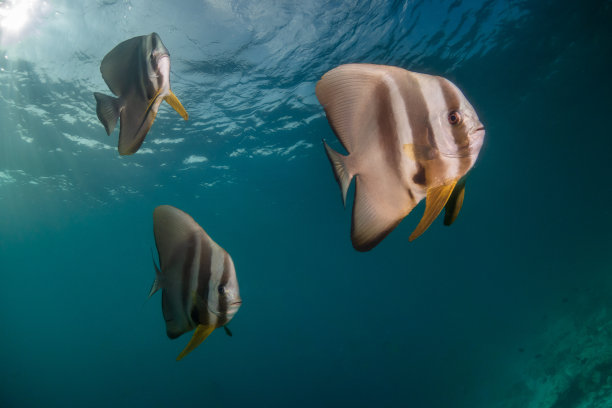 嬉戏海豚与美丽珊瑚礁海底世界