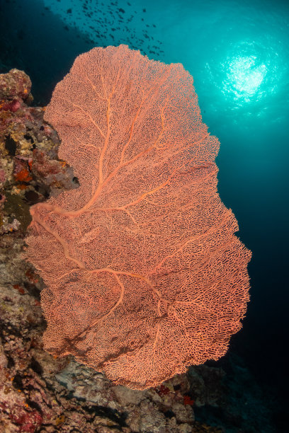 珊瑚热带鱼水下风光