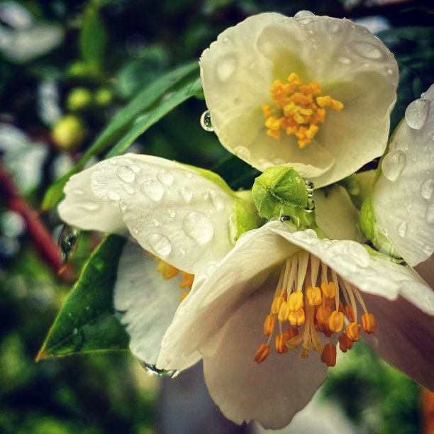 雨滴与花
