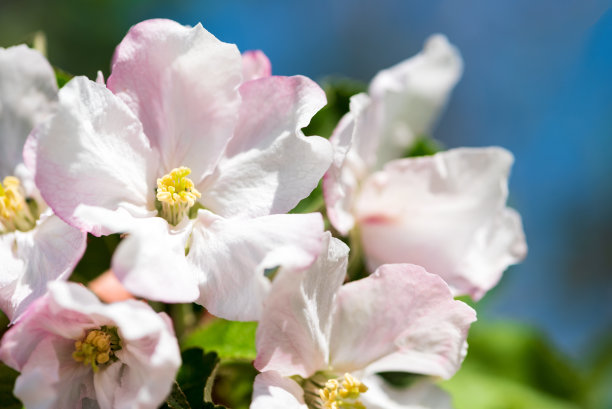 图案与苹果花