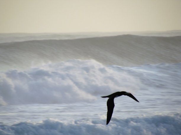 海面海鸥飞翔