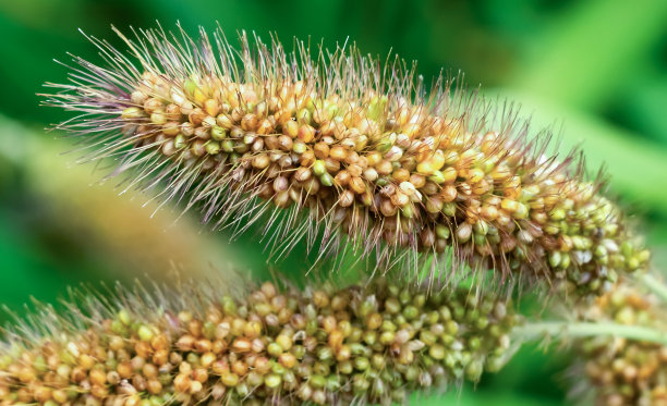 小米丰收季节