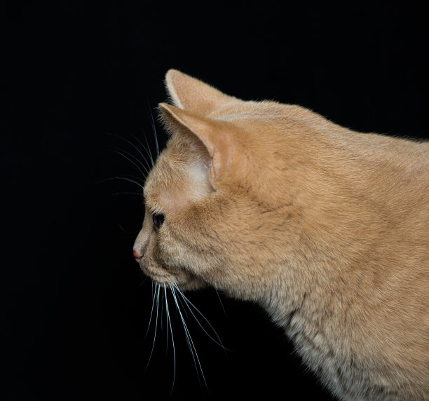 黄斑纹猫