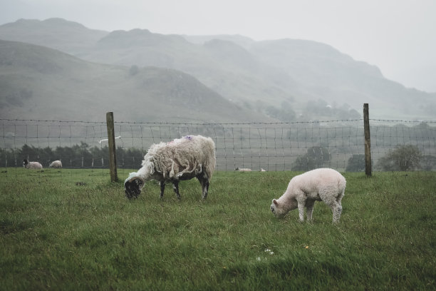 夏季草原羊群牧场