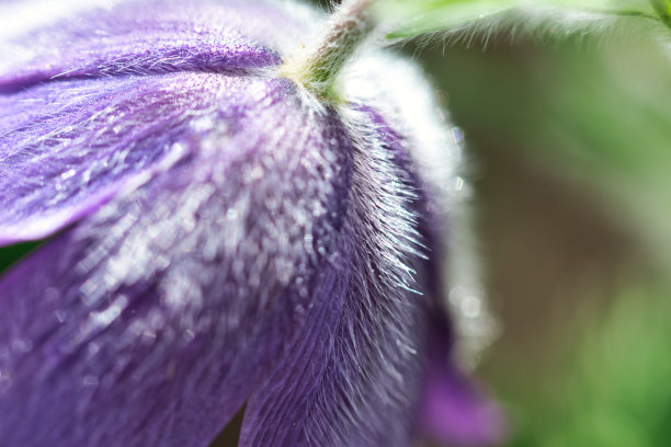 紫色毛茸茸花