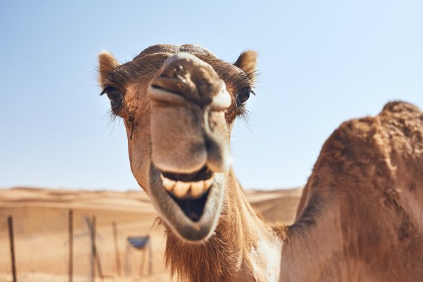 快乐的可爱小骆驼