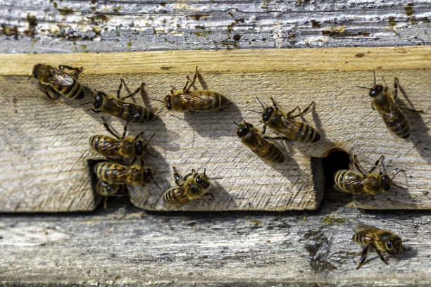 蜜蜂劳动