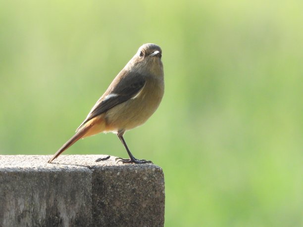北红尾鸲 生态摄影 野外鸟类 