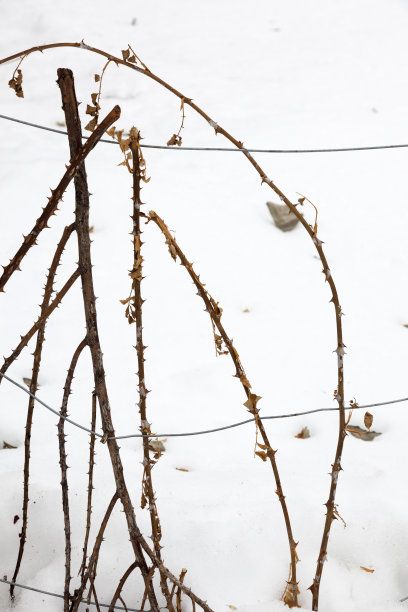 小雪清爽