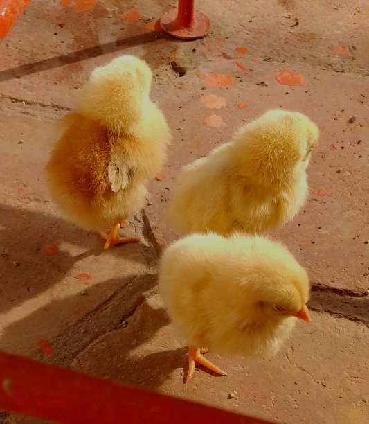 几只可爱的小鸡摄影