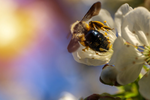 蜜蜂白花