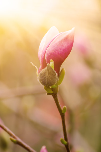 白玉兰苞,望春花苞