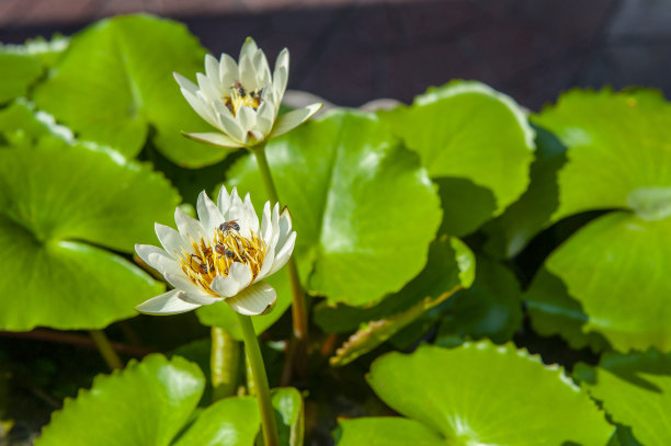 圆盘花坛