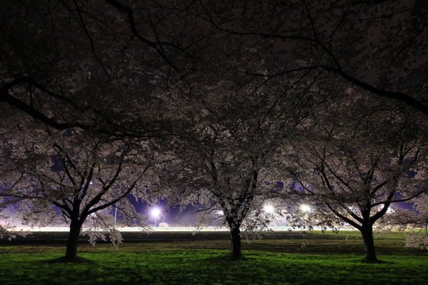 夜幕下的樱花树